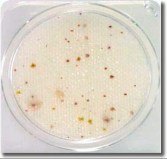 compact-dry-tc-for-total-microbial-counts