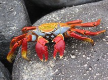 crab-6